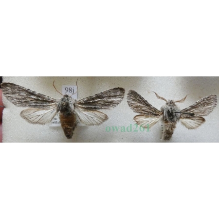 Dicranura ulmi (Denis & Schiffermüller, 1775) pair Slovakia, Slovenia98j